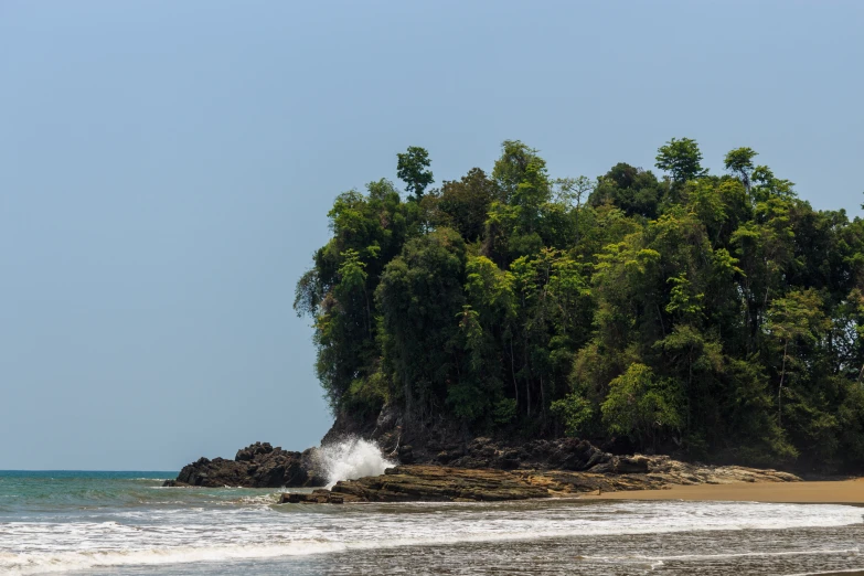 the beach and trees near the ocean in the daytime