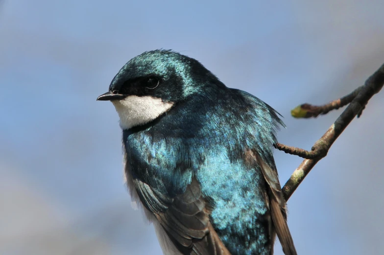 a little blue and white bird sitting on a tree nch