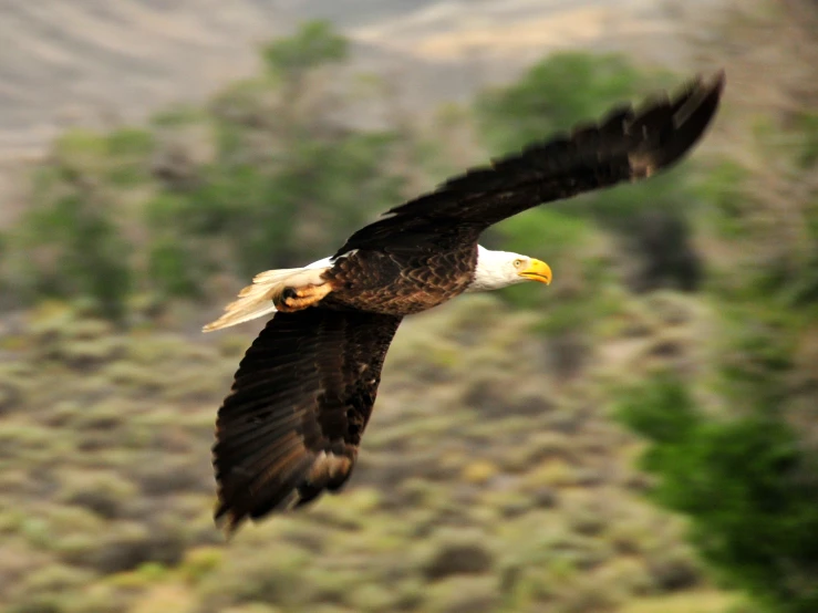 an eagle flies over the grassy area near a hill