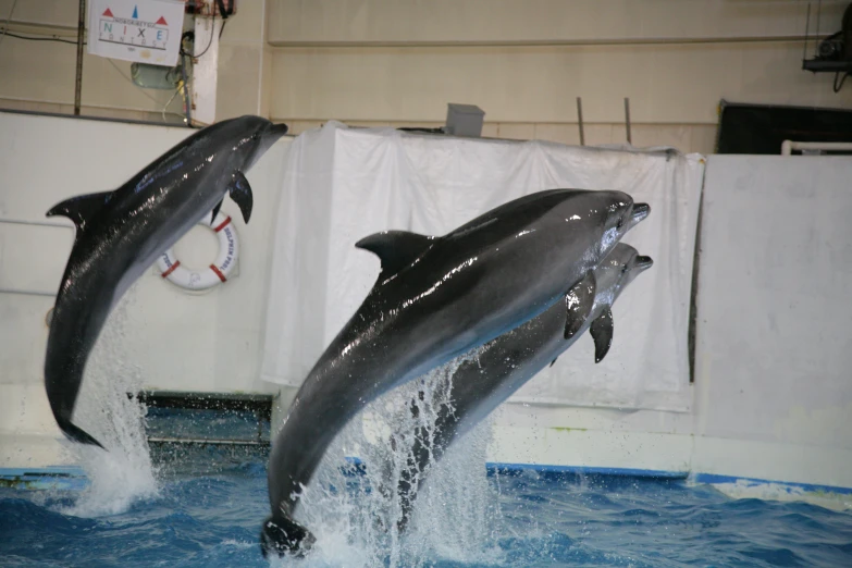 two black dolphins jumping up in a pool