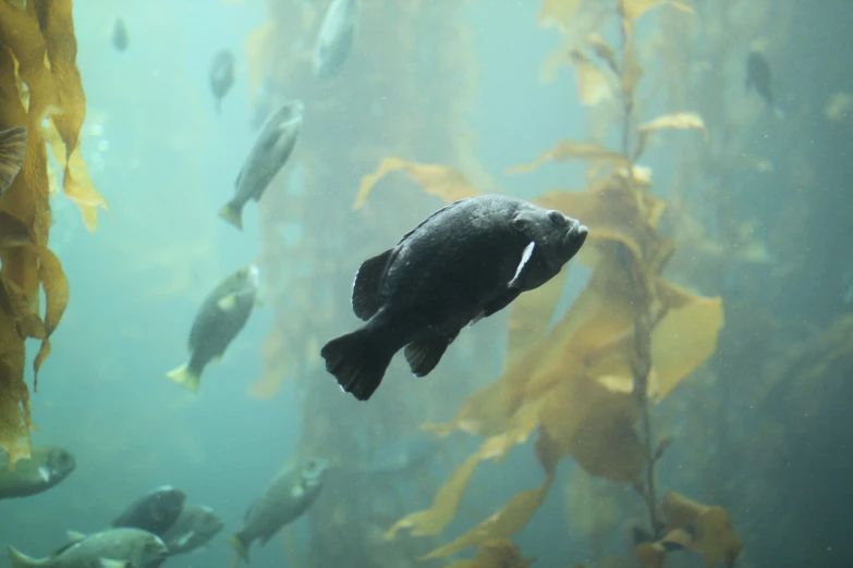 a large amount of fish in an aquarium