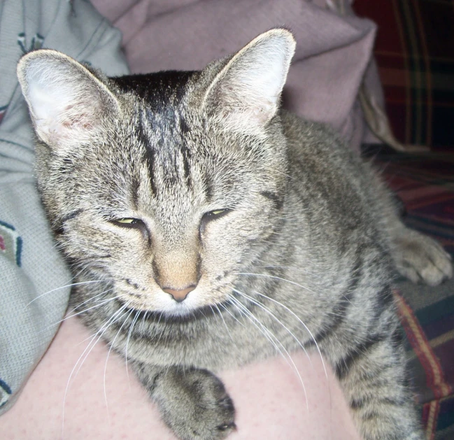 a gray and black cat looking at soing in his owner's arms