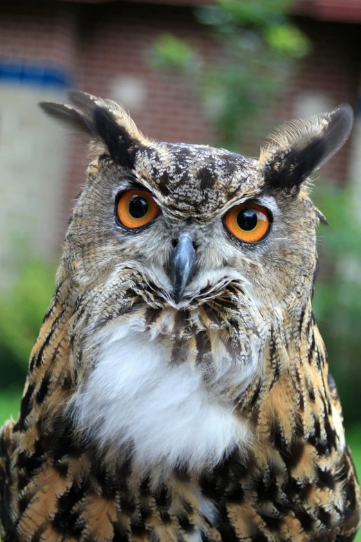 a close up po of a very pretty owl