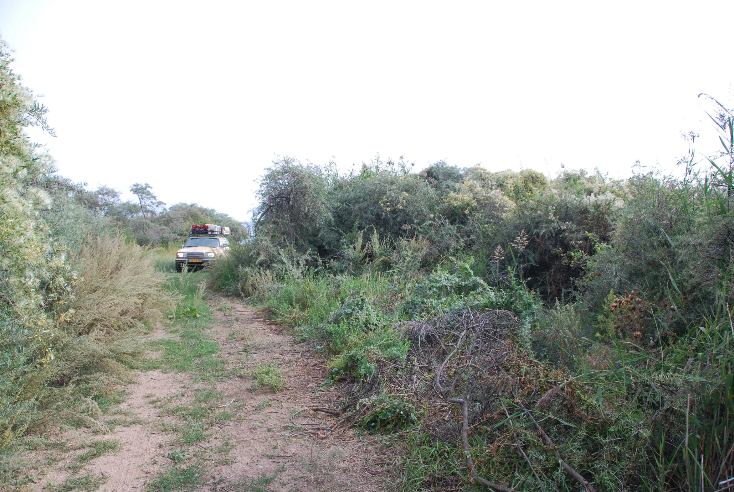 a truck is driving through the brush on a dirt path