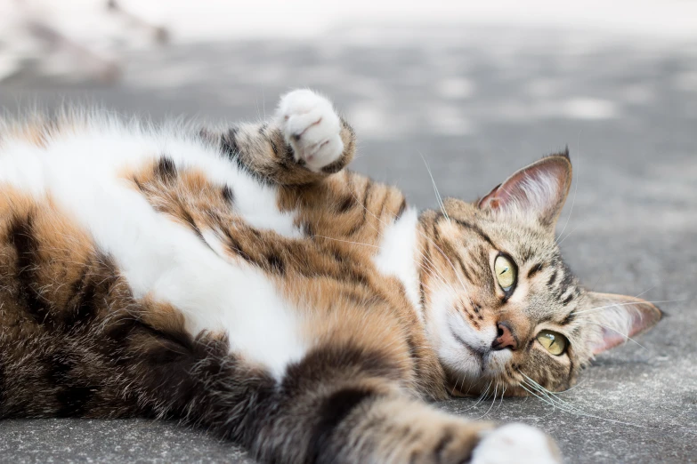 an orange, black and white cat is rolling around on its back