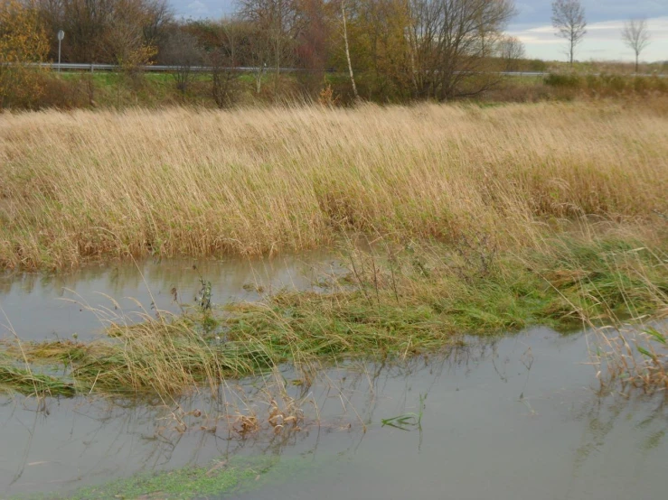 there is a large patch of grass with some water in it