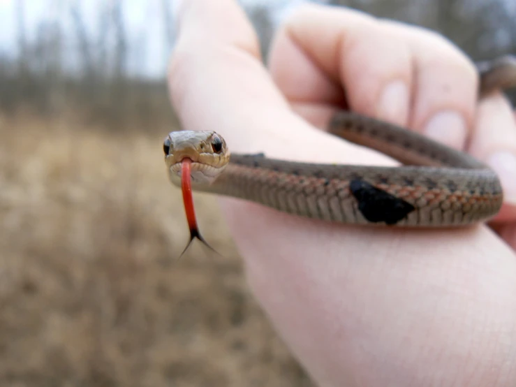 a person holding a small brown snake with it's tongue out