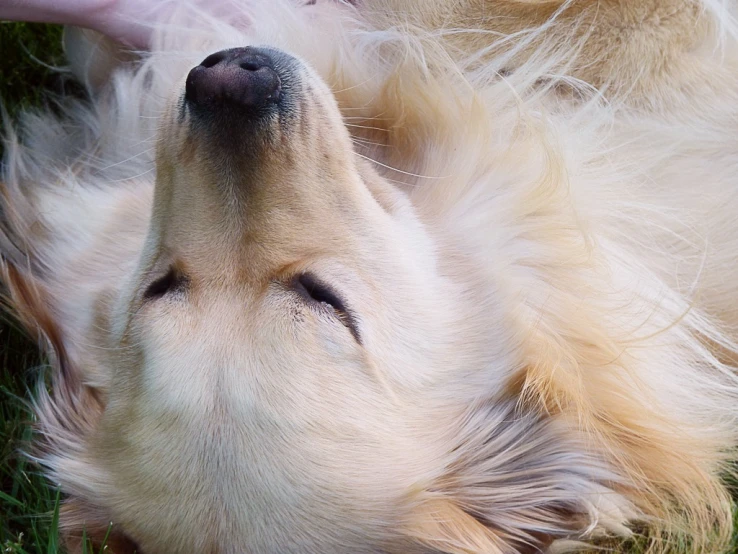 there is a dog laying in the grass with its eyes closed