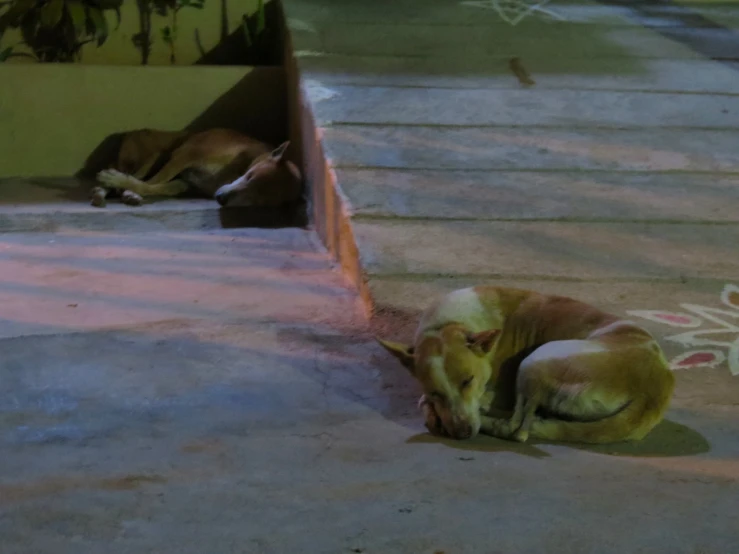 two dogs laying down in front of some stairs