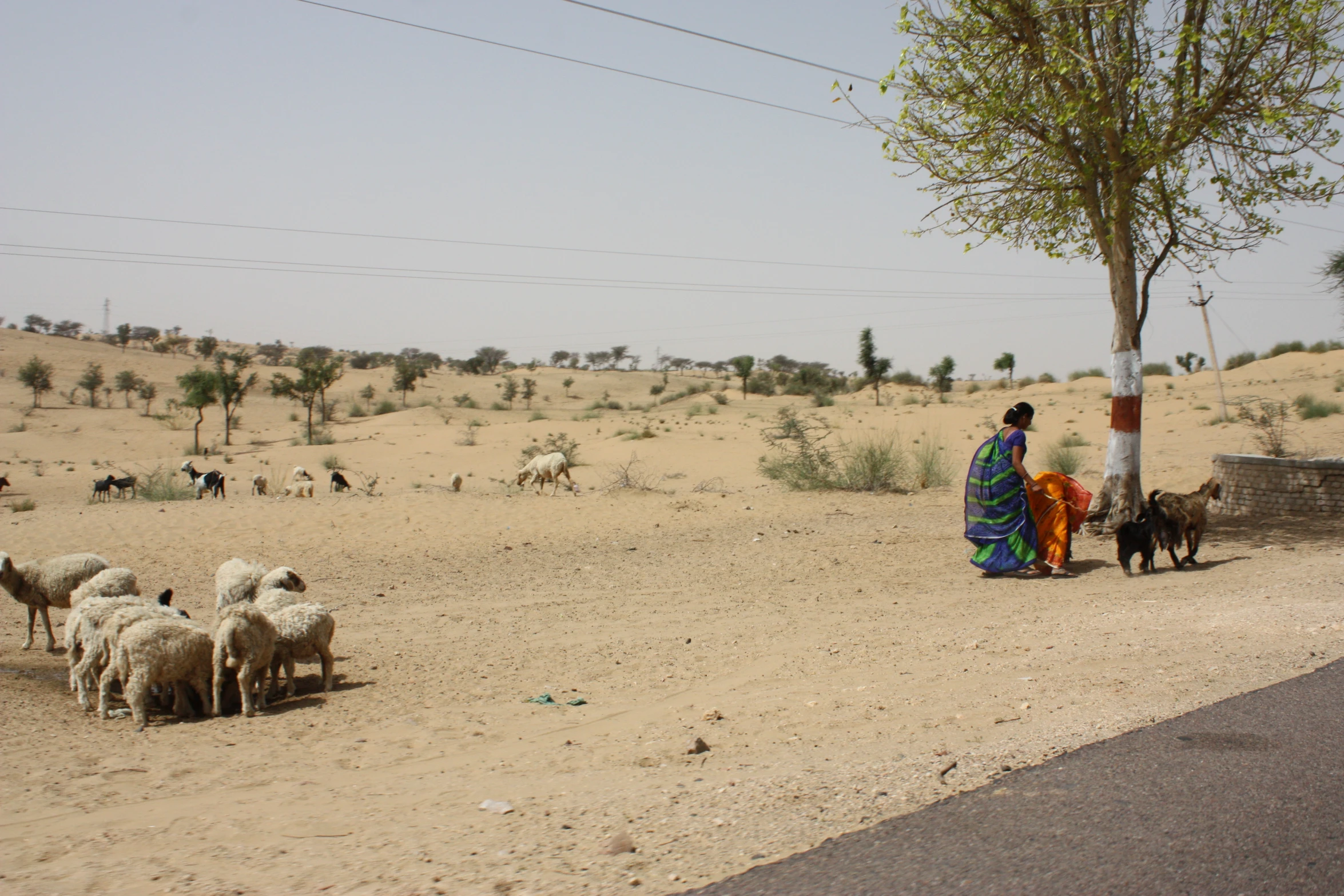 an asian woman kneeling down on the side of a road next to sheep