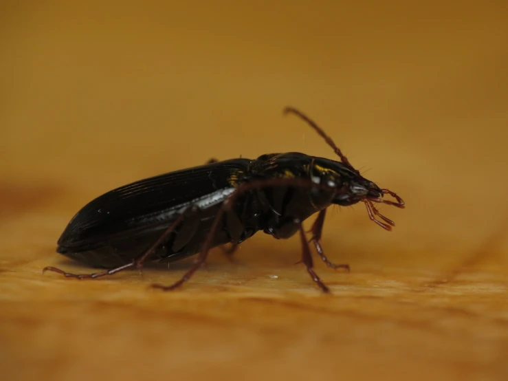 an insect laying on a surface