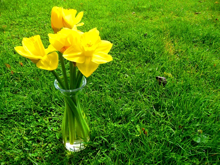 a glass vase with yellow flowers on grass