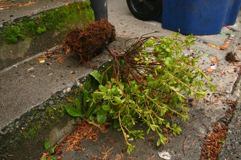 plants growing up on the curb near a trashcan