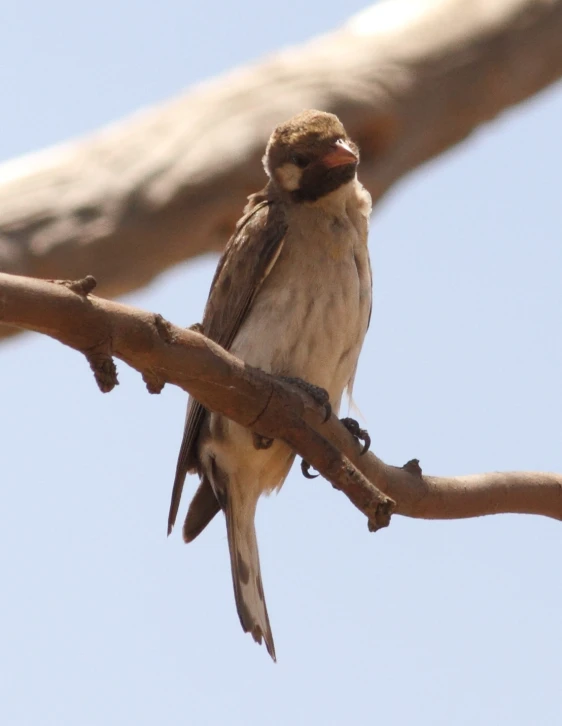 a bird sitting on a tree nch and it is talking