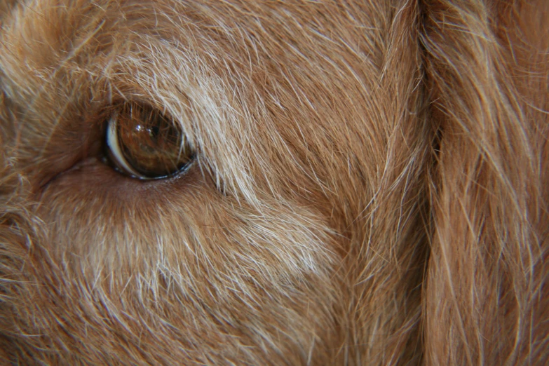 a very large dog with brown eyes looking at the camera