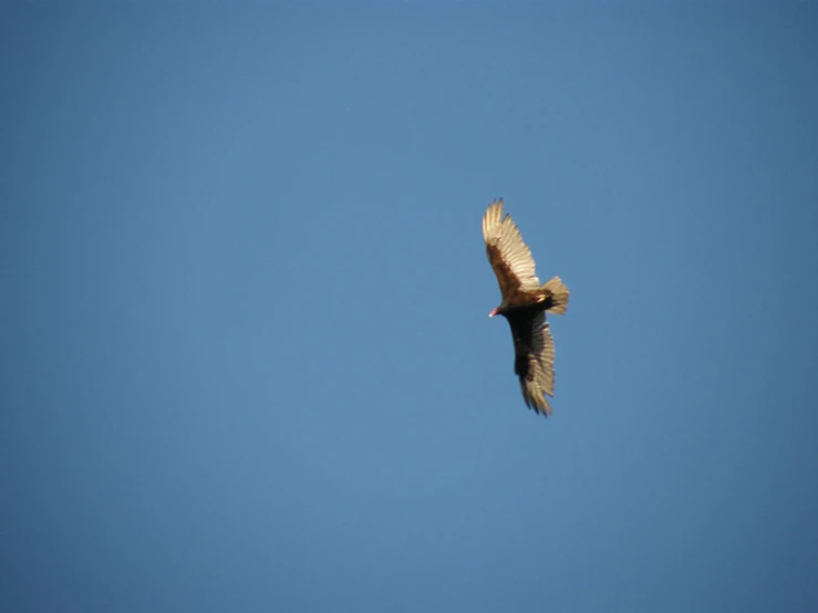 a bird soaring in the air with its wings extended