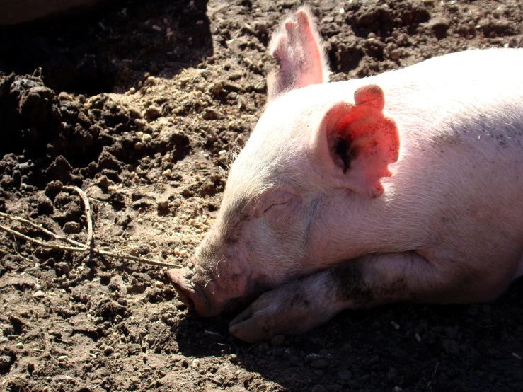 a small white pig laying on top of dirt