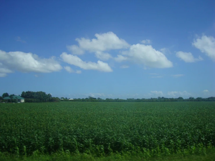 a big field with a lot of tall grass in it