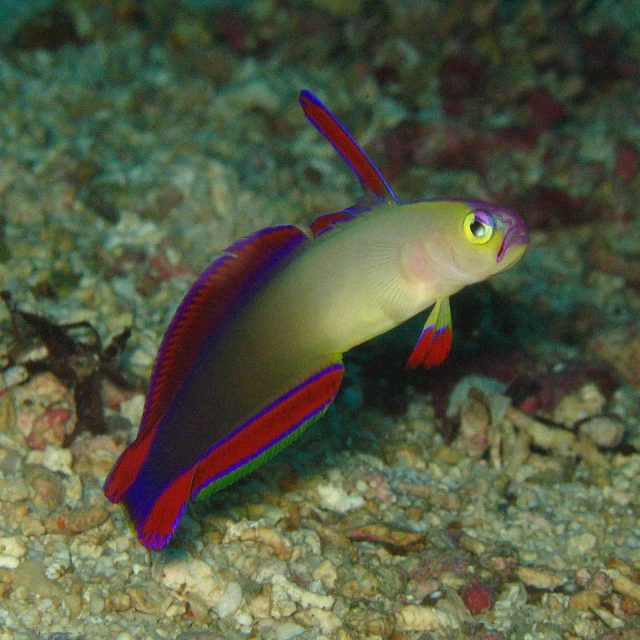 a very pretty yellow and red fish with lots of eyes