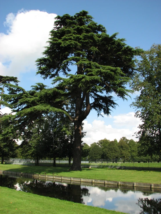 an enormous tree on top of a lush green field