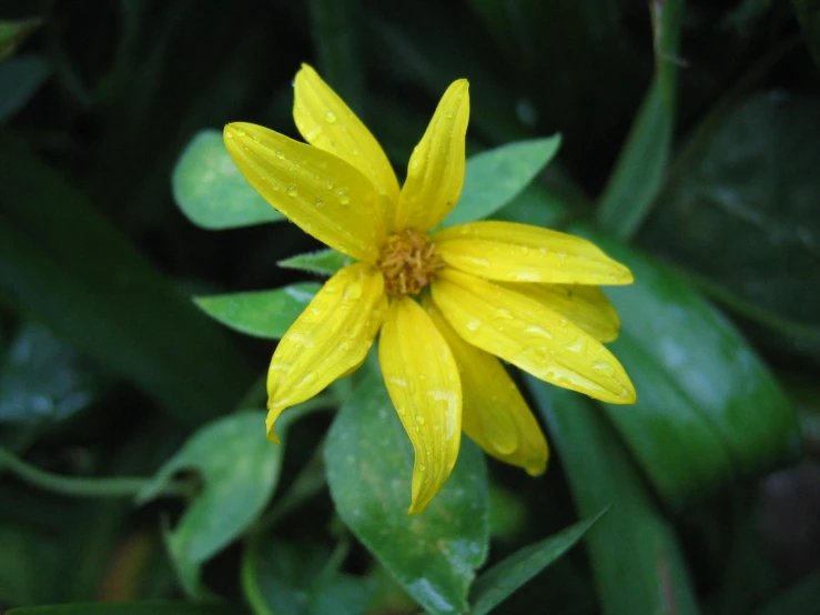 yellow flower with water drops on it in a garden