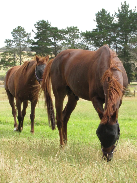 two horses grazing in an open grassy field