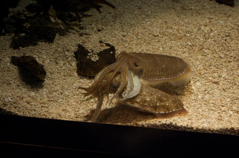 two squid fish in an aquarium with gravel