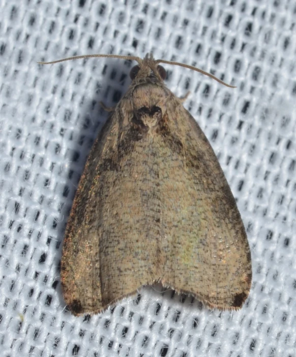 a moth resting on the cloth with it's head partially obscured