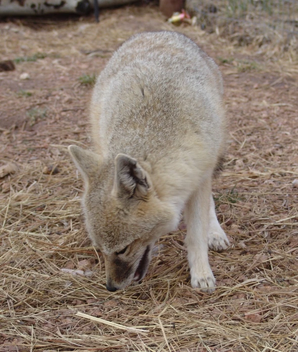 a small white wolf is drinking from a dle
