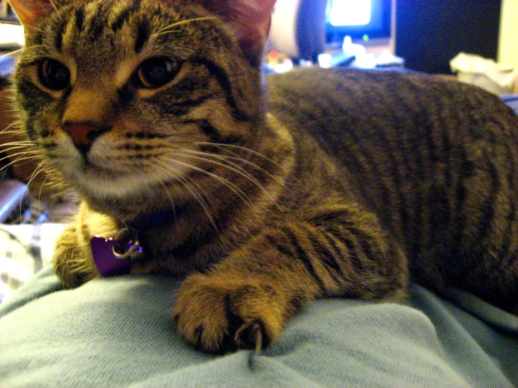 a close up view of a cat lying on someones lap