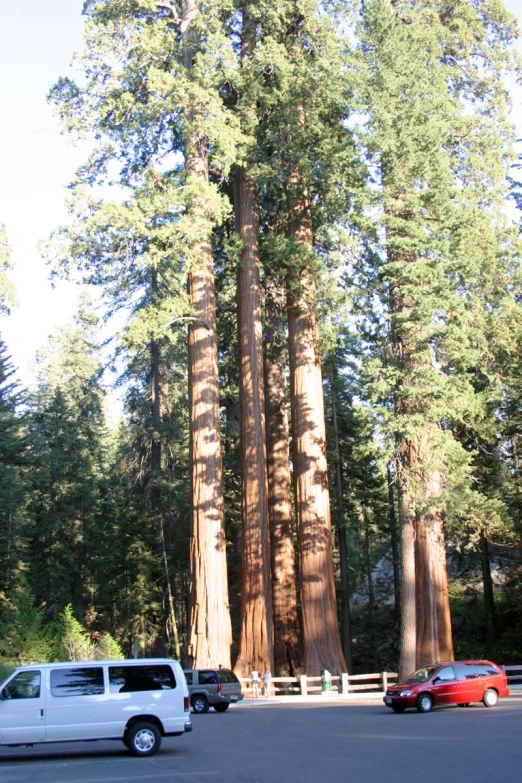 the large grove of giant trees is surrounded by cars