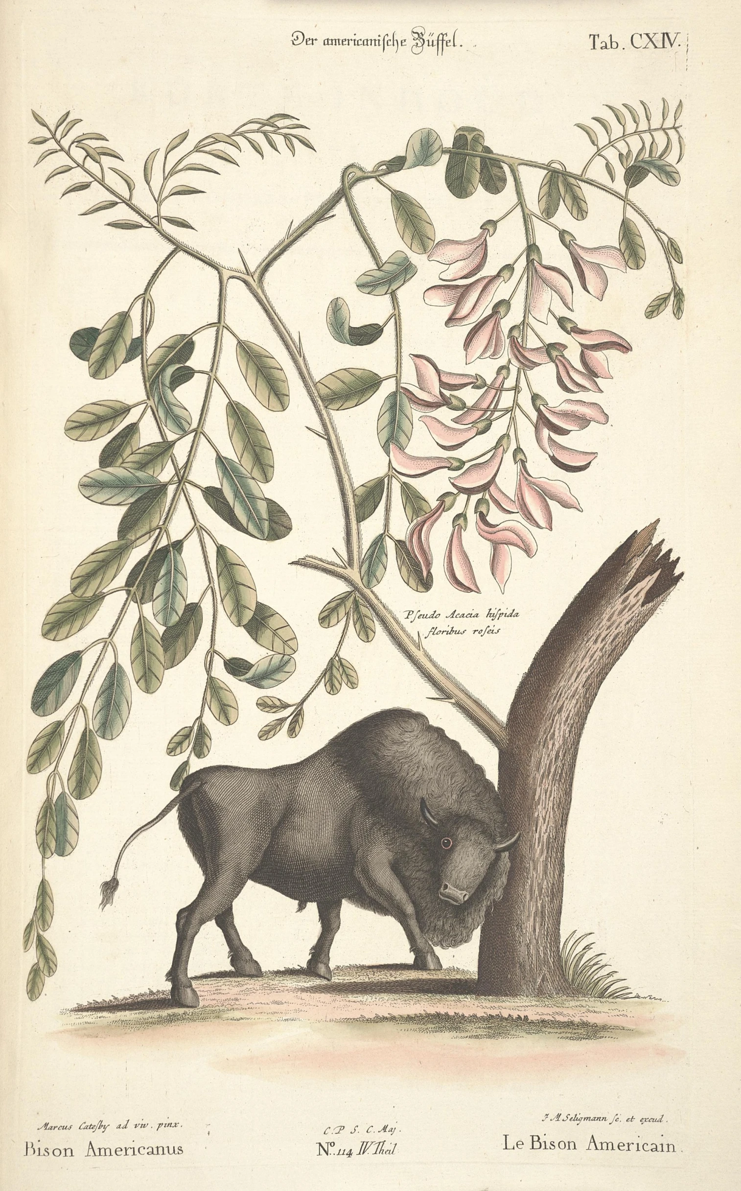 an illustration of a black buffalo next to a tree