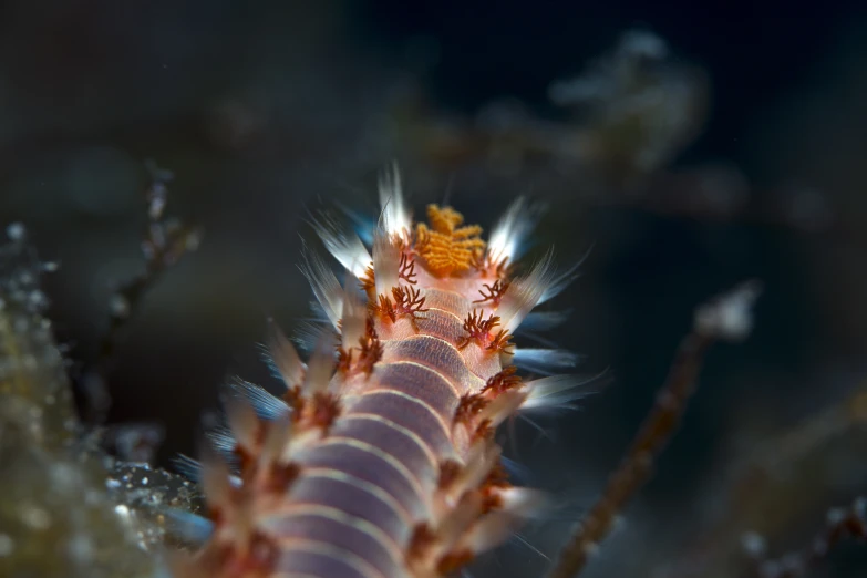 a sea urchin is perched on top of some coral