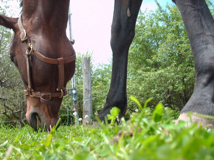 a horse standing on top of grass next to trees