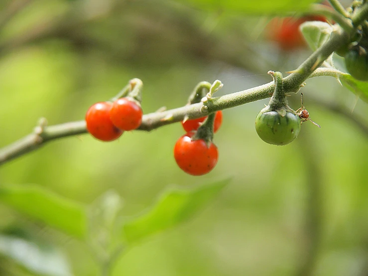 red berries growing on a tree nch near a tree