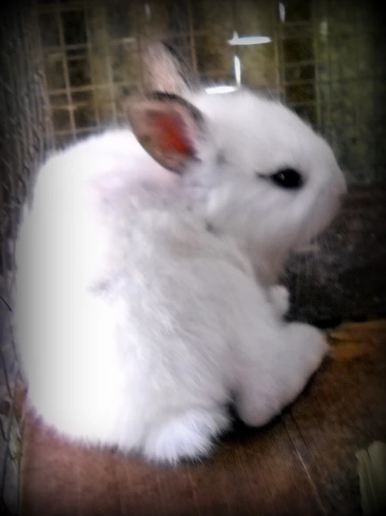 a white bunny sits on the floor next to a cage