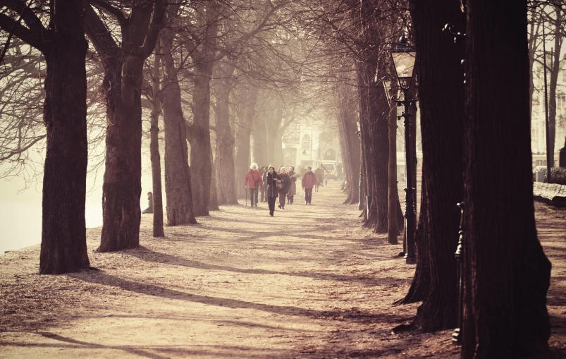 people are walking down a path that splits between two trees