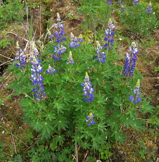 a large group of flowers with small purple and white flowers on the top of them