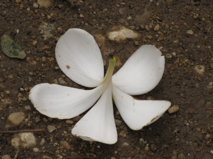 the only white flower found in the dirt