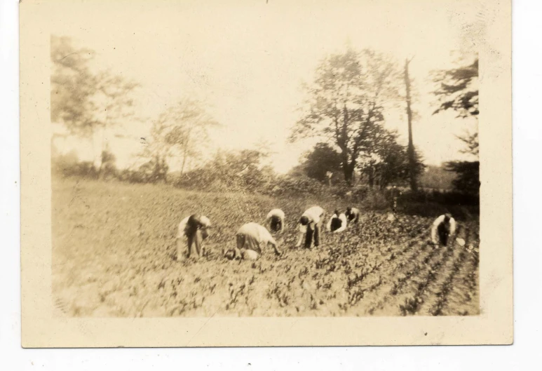 an old po of sheep in a field