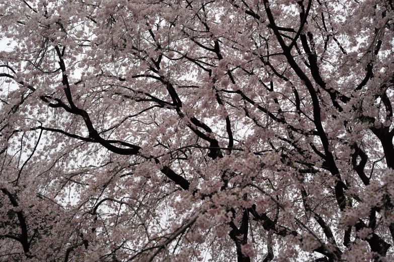 a black and white image of cherry blossom trees