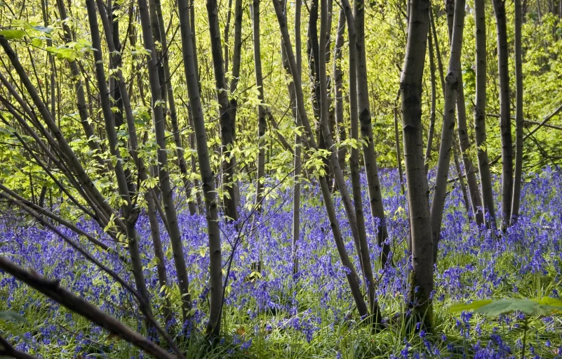 some bluebells are on the ground in a forest