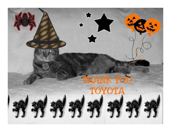 black and white po with cat wearing trick or treat hat and stars, pumpkins and spider web in the background