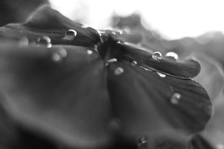 the black and white po shows droplets of water on flowers