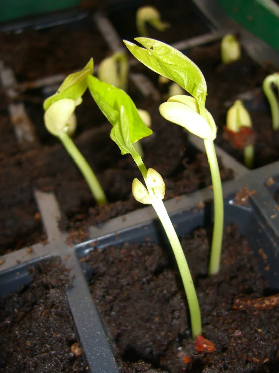 young sprouts in soil in black plastic tray