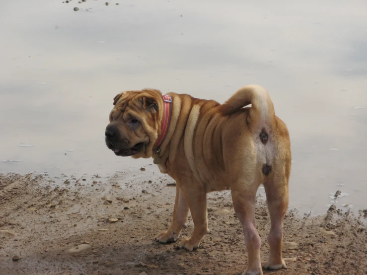 an image of a dog standing on the shore