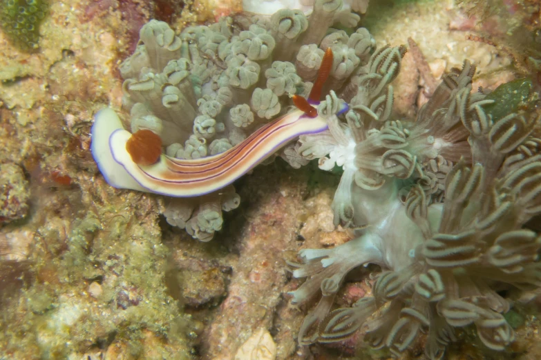 a group of sea animals sitting on the side of a reef