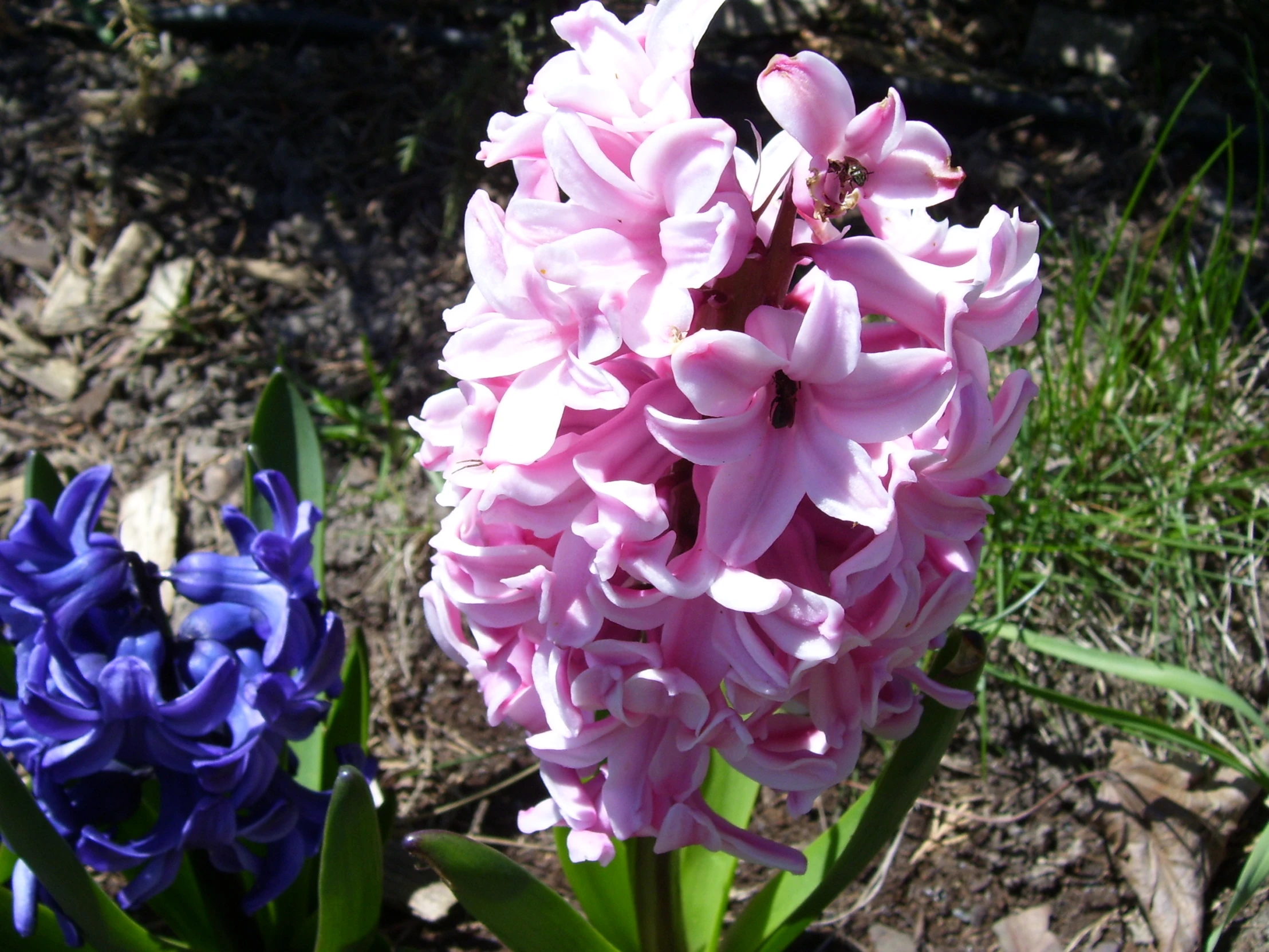 a close up of some flowers and some grass