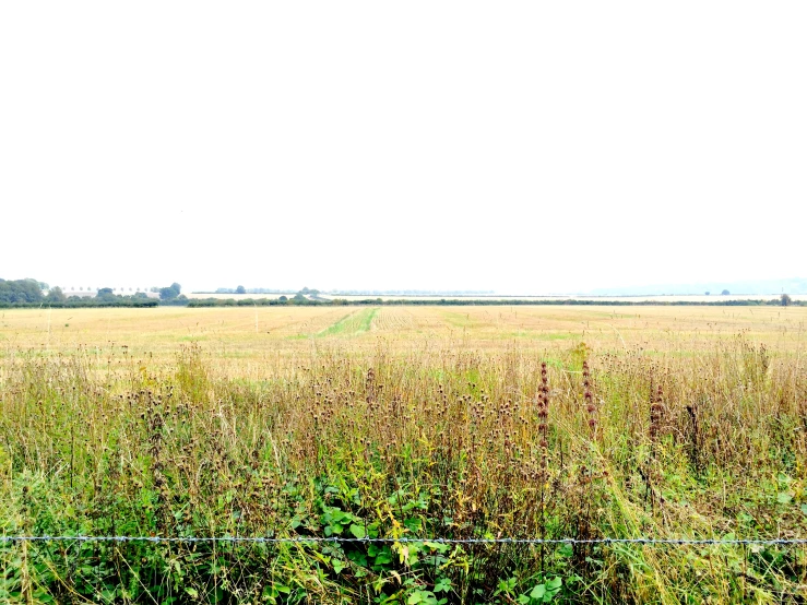 a large open field with very tall weeds on one side