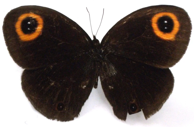 a brown erfly with yellow spots on it's wings